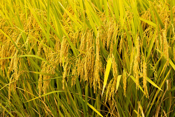 Golden Rice Fields During Autumn Harvest Season - Agricultural Crop Scene