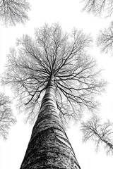 Striking upward perspective of a tall birch tree in winter, black and white minimalist style, nature photography, woodland scene
