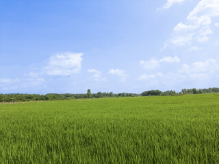 Green Rice Field Summer Landscape Early Morning Rural Agricultural Scene