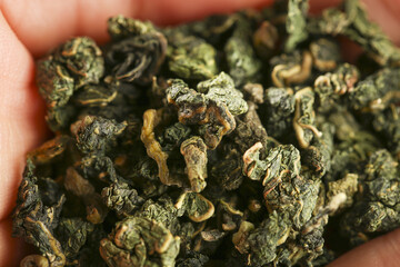 Dried Mulberry Leaves in Hands - Herbal Tea Ingredients for Natural Health and Traditional Medicine