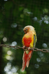 Colorful Tropical Parrot with Vibrant Plumage Perched on Chain in Natural Zoo Environment