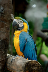 Colorful Blue and Yellow Macaw Parrot in Zoo - Beautiful Tropical Bird Wildlife Moments