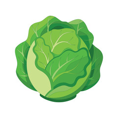 cabbage isolated on white background