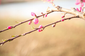Beautiful Pink Peach Blossom Buds on Branch in Soft Spring Light with Bokeh Background