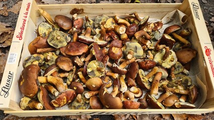 Une belle récolte de bolets bai à l'automne (vallée de Chevreuse, France)