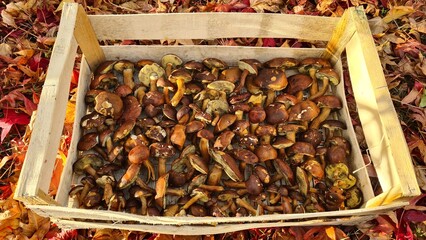 Une belle récolte de bolets bai à l'automne (vallée de Chevreuse, France)