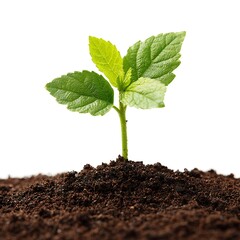Vibrant Green Sprout Emerging from Rich Soil