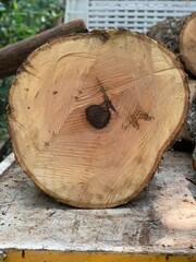 Cross-section of a Tree Trunk with Visible Growth Rings