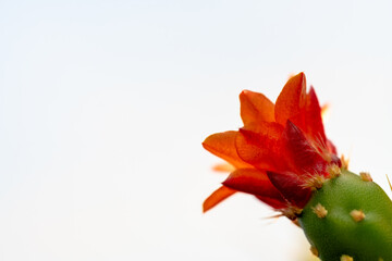 Stunning Macro Close-up of a Vibrant Red and Orange Prickly Pear Cactus Flower Blooming in the Corner, Isolated Against a Bright White Negative Sky with Ample Copy Space