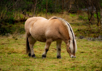 Norway horse