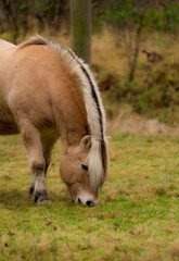 Norway horse © Patryk