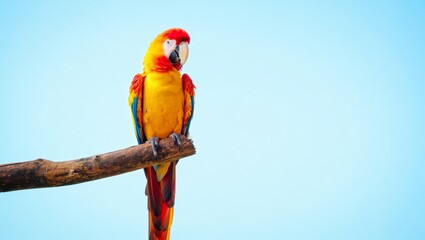 Scarlet macaw parrot with vibrant plumage perching on wooden branch against clear blue sky, showcasing colorful tropical wildlife and exotic bird beauty