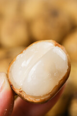 Malaysian Lunggong Tropical Fruit with Translucent White Flesh Held in Hand
