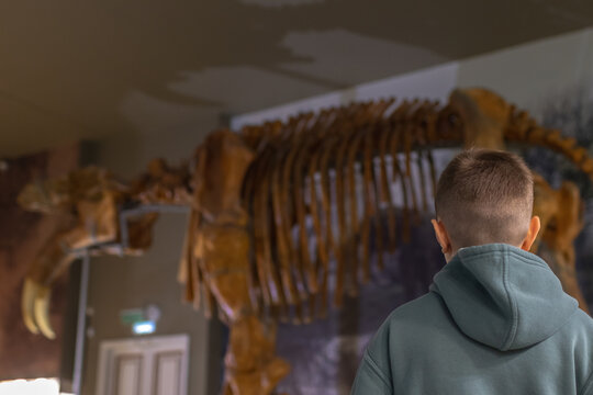 Child looking at the skeleton of an ancient dinosaur in the museum of paleontology. - Powered by Adobe