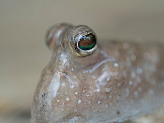 Mudskipper nearby, Schlammspringer aus n&auml;chster N&auml;he