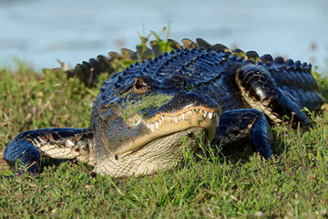 Alligator showing his best side and posing 