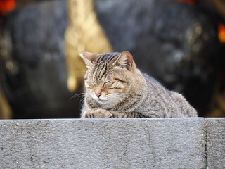 Close-up of Tabby Cat Dozing on Stone Steps at Zhinan Temple
