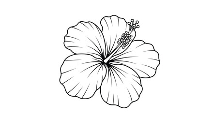 Detailed line art illustration of a tropical hibiscus flower showing its delicate petals and prominent stamen and pistil.