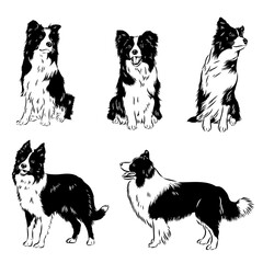 border collie dog, vector sketch