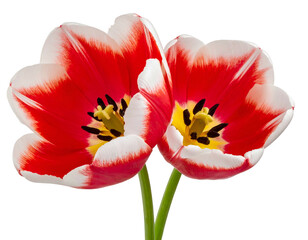Two bright red and white blooming tulips with black centers