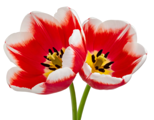 Two bright red and white blooming tulips with black centers