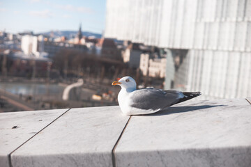 Calm seagull rests on the marble rooftop of Oslo Opera House, overlooking the Norwegian capital skyline under soft spring sunlight