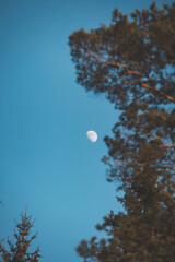 Half moon glows above pine treetops in Oslo northern forest under clear blue sky, symbolizing Nordic calmness and timeless Scandinavian silence