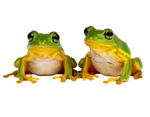 Two vibrant green and yellow frogs sit side-by-side