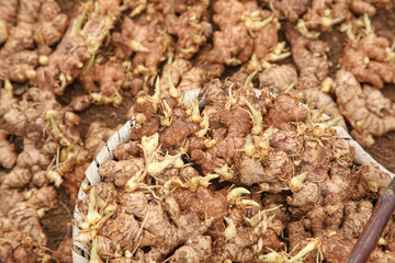 Fresh Ginger Root Seedlings Sprouting in Wicker Basket - Shandong Yunnan China Agricultural Harvest