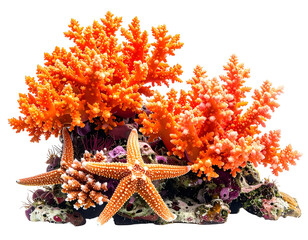 Vibrant orange coral and starfish on rocky seafloor
