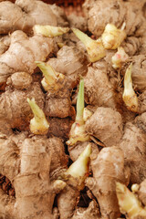Fresh Ginger Roots with Yellow Buds and Small Seeds from Shandong Yunnan China Agriculture