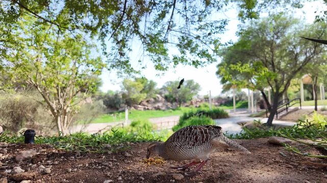 Close up view of Grey Francolin  At Al Ain Zoo