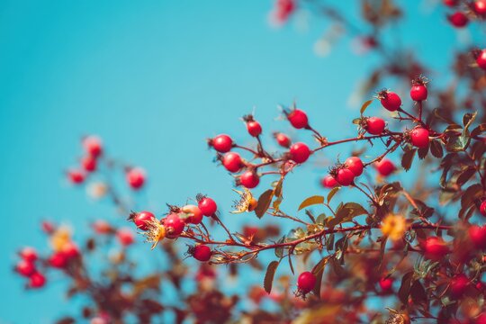 Vibrant red berries on branches against a clear blue sky creating a fresh and sunny atmosphere with glossy textures and accompanying green leaves for nature enthusiasts and photographers