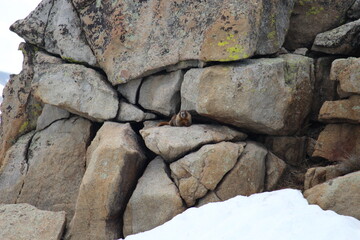 curious marmot