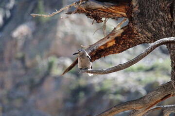 clarks nutcracker, Rocky Mountains, Rocky Mountain national park, rockies, 