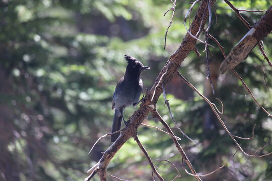clarks nutcracker on a branch