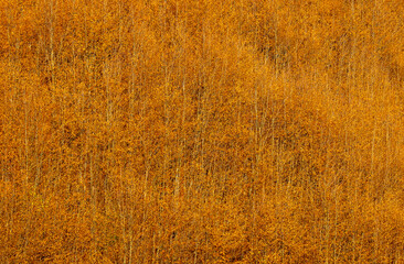 A young dense deciduous forest in autumn
