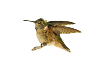 Broad-tailed Hummingbird (Selasphorus platycercus) Photo, Taking Off on a Transparent Isolated Background