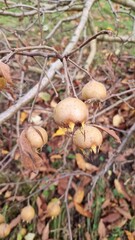 mespilus germanica, echte mispeln