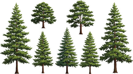 Evergreen conifer tree illustration, botanical forest elements, pine tree set, nature foliage clipart, landscape design, spruce fir cedar