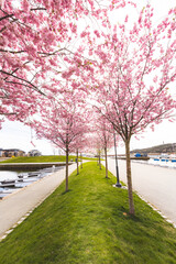 Springtime in Kristiansand, Norway. Cherry blossoms in full bloom line the marina promenade, creating a peaceful pastel tunnel filled with light and color