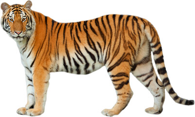 Obraz premium Tiger PNG isolated on a Transparent background, Side view, tiger standing full body HD image generated by Ai. 