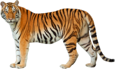 Tiger PNG isolated on a Transparent background, Side view, tiger standing full body HD image generated by Ai.	
