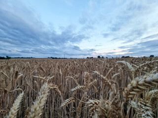 Low angle wheat field at dusk in rural British countryside