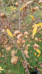 mespilus germanica, echte mispeln