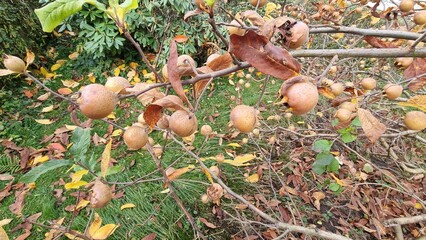 mespilus germanica, echte mispeln