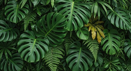 Naklejka premium Dense tropical foliage with large monstera leaves and ferns creates a lush green backdrop. Perfect for nature themes, botanical designs, wellness branding, and organic product backgrounds.