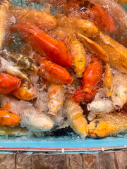 Vibrant Koi Fish Swimming in Icy Water, A Symbol of Prosperity and Good Fortune, A close-up vertical shot of a large group of colorful Koi fish (Cyprinus rubrofuscus) clustered together in a tank, par