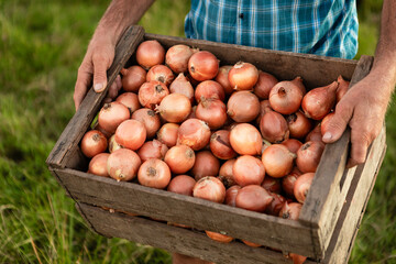 Farmer holding wooden crate full of freshly harvested brown onions, carrying organic produce from field
