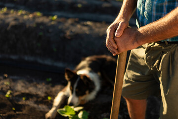 Farmer taking a break, strong hands on a tool, loyal working dog patiently resting in a freshly tilled field
